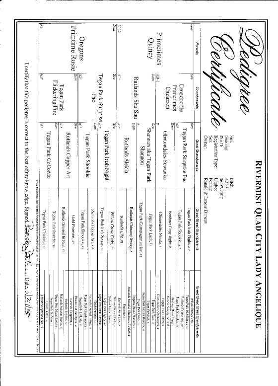 ladyangeliquepedigree.jpg
